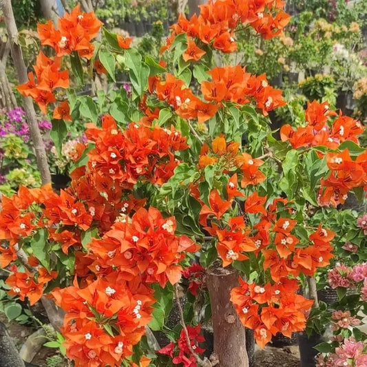 Bougainvillea Orange King Live Plant 1-2 Ft Tall in 3-Gal Pot Orange Blooms USDA Zones 9-11