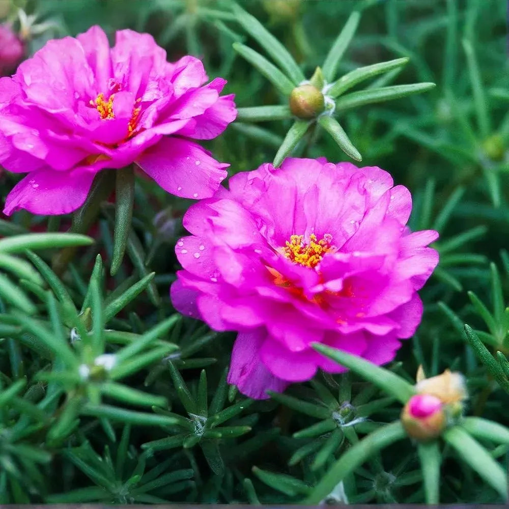 10 PINKY STAR Portulaca grandiflora Unrooted Cuttings 5" - Bright Pink Moss Rose, Vibrant Garden Succulent, Outdoor & Indoor Plant