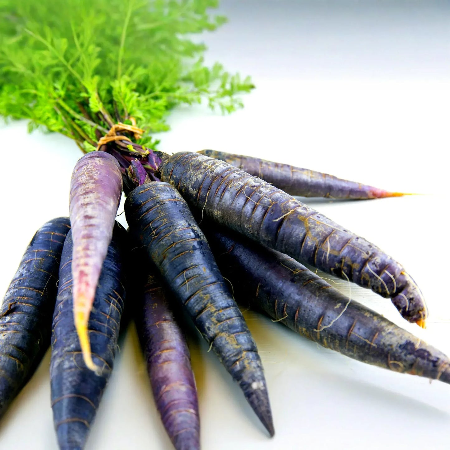 500+ Black Nebula Carrot Seeds | Daucus carota | Deep Purple-Black Non-GMO Heirloom Carrots for Planting | Unique Garden Vegetable
