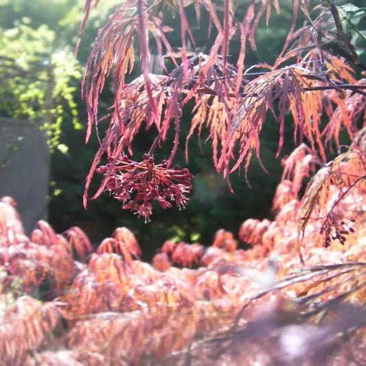 Japanese Maple 'Garnet' Cuttings - 8 Pcs (4+4) for Rooting/Grafting, Award-Winning Weeping Tree, Red-Orange Foliage, Zones 5-9, Hardy