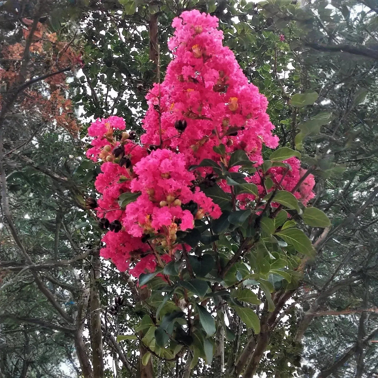 Lagerstroemia 'Hot Pink' - 2 Rooted Cuttings, 6" Tall, Bare Root, Dormant