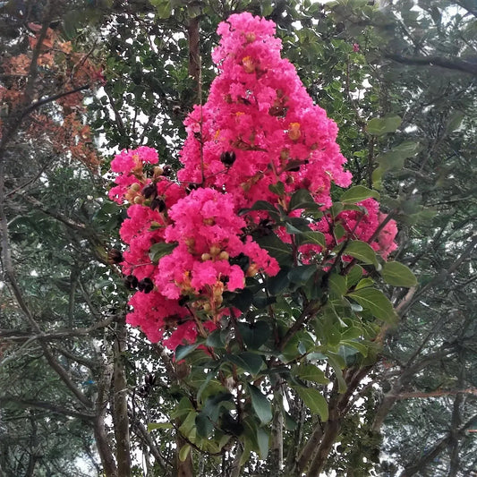Lagerstroemia 'Hot Pink' - 2 Rooted Cuttings, 6" Tall, Bare Root, Dormant