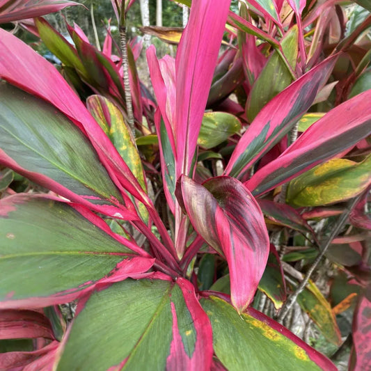 3 Hawaiian Dark Red/Green Hybrid Ti Leaf Fresh Cuttings 6" Starter Logs - Cordyline Fruticosa, Tropical Plant