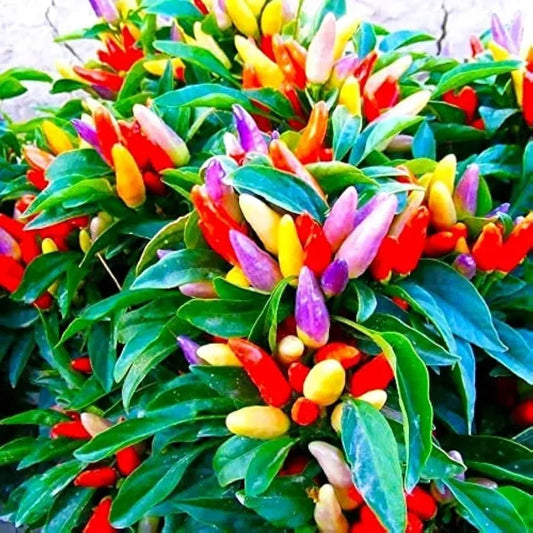25+ 5 Color Pepper Seeds | Capsicum annuum | Ornamental & Edible Non-GMO Peppers | Colorful Garden Plant for Beds or Containers
