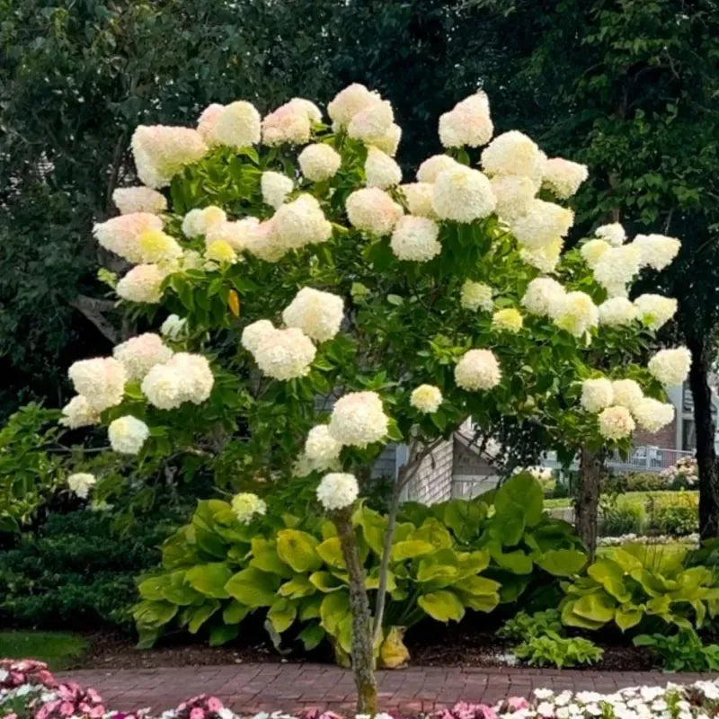 Limelight Hydrangea Cuttings (6) - Rooted 6-10 Inch - Paniculata Shrub - Zones 3-8
