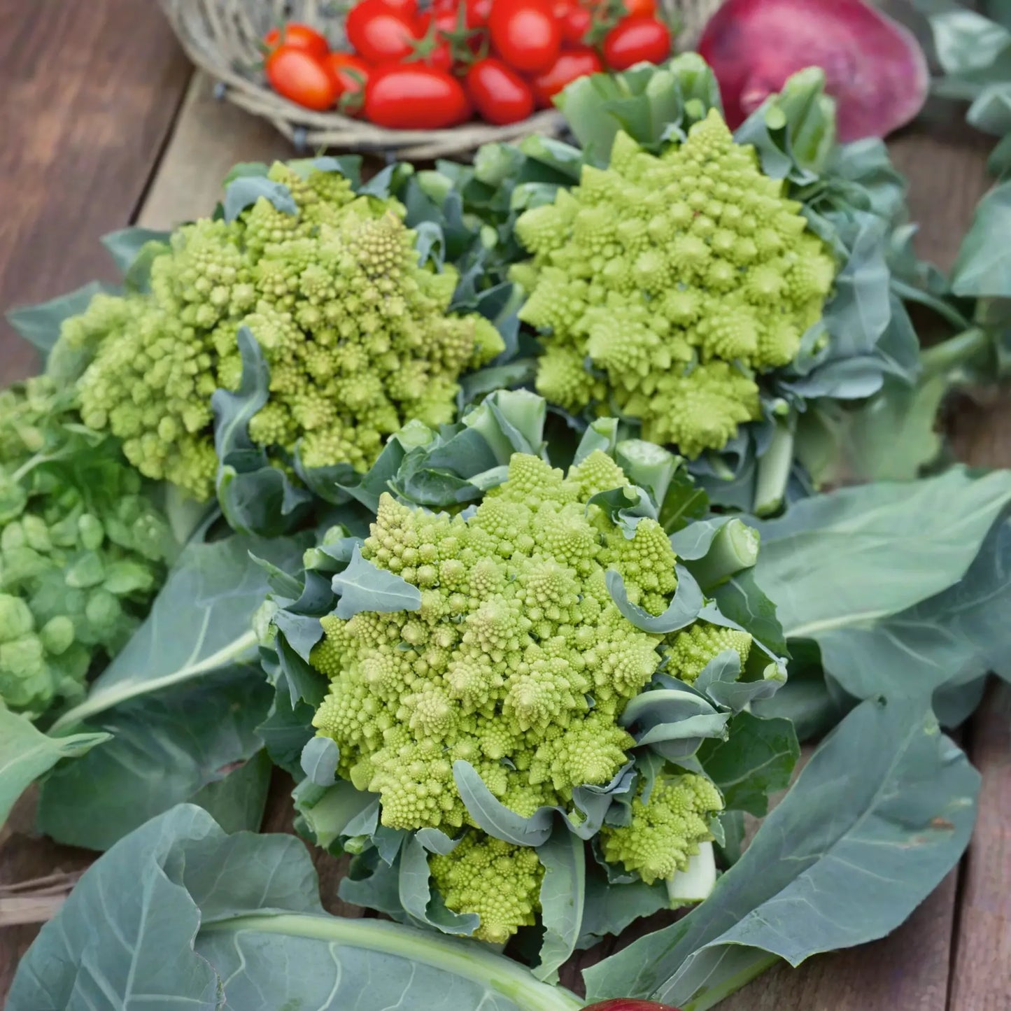 250+ Romanesco Broccoli Seeds | Brassica oleracea | Unique Non-GMO Heirloom Vegetable for Gardens | Stunning Spiral Heads