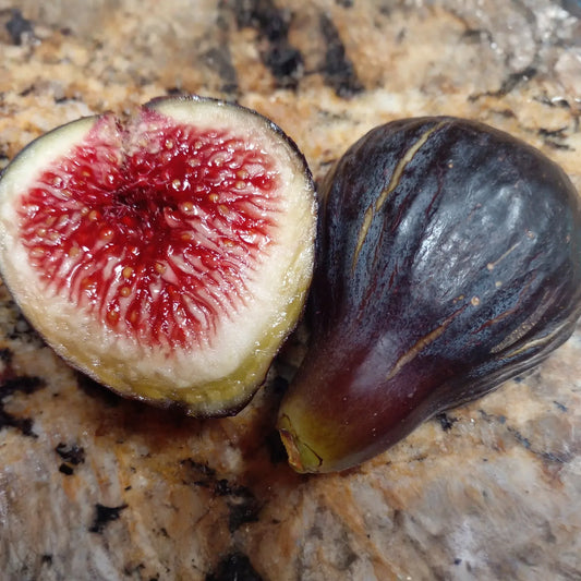 Black Madeira Fig Cuttings, Ficus carica, 2 Hardwood Stems, 8-10" Length, USDA Zones 7-10