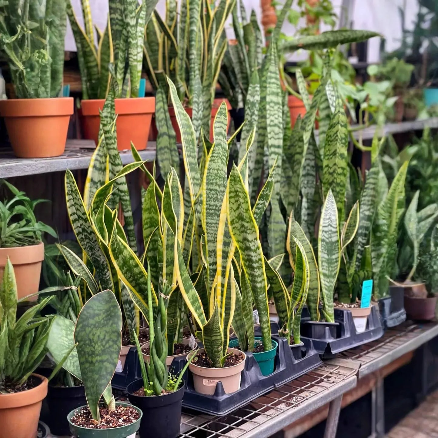 1 Sansevieria Trifasciata Snake Plant in 4" Pot - Low Maintenance Indoor Houseplant, Air Purifying
