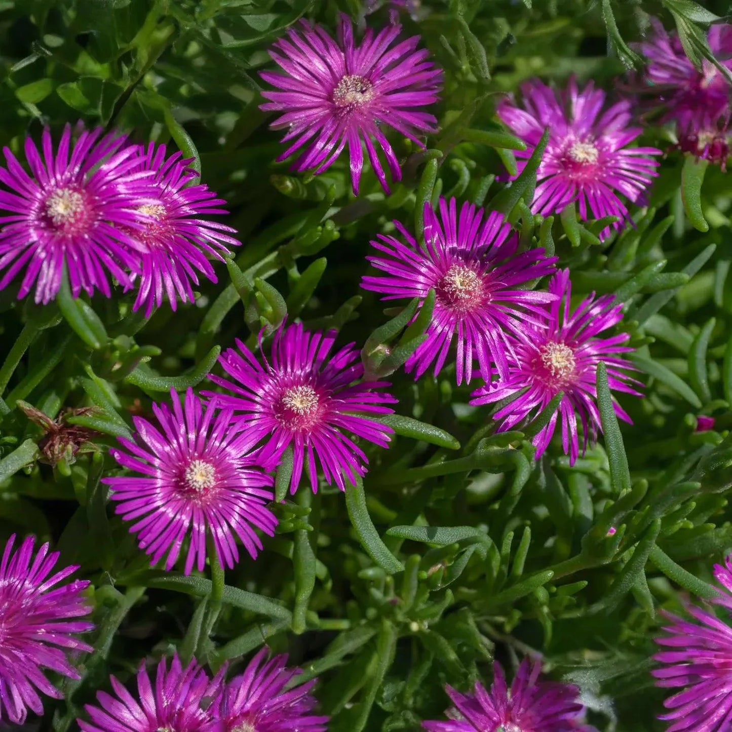 12 Creeping Ice Plant Purple/Pink 4-7" Unrooted Cuttings, Ground Cover Succulent, Rare Delosperma, Easy to Grow, Vibrant Succulent Plants