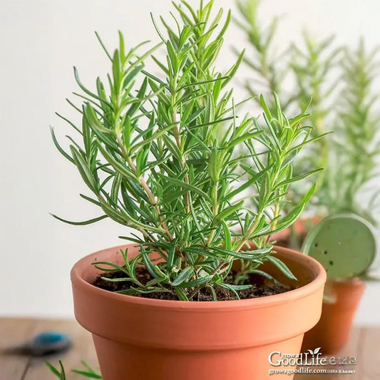 9 Organic Rosemary Herb Plant Cuttings, Rosmarinus Officinalis, Unrooted 10" Each, Fresh Culinary Herb for Propagation, Easy to Grow