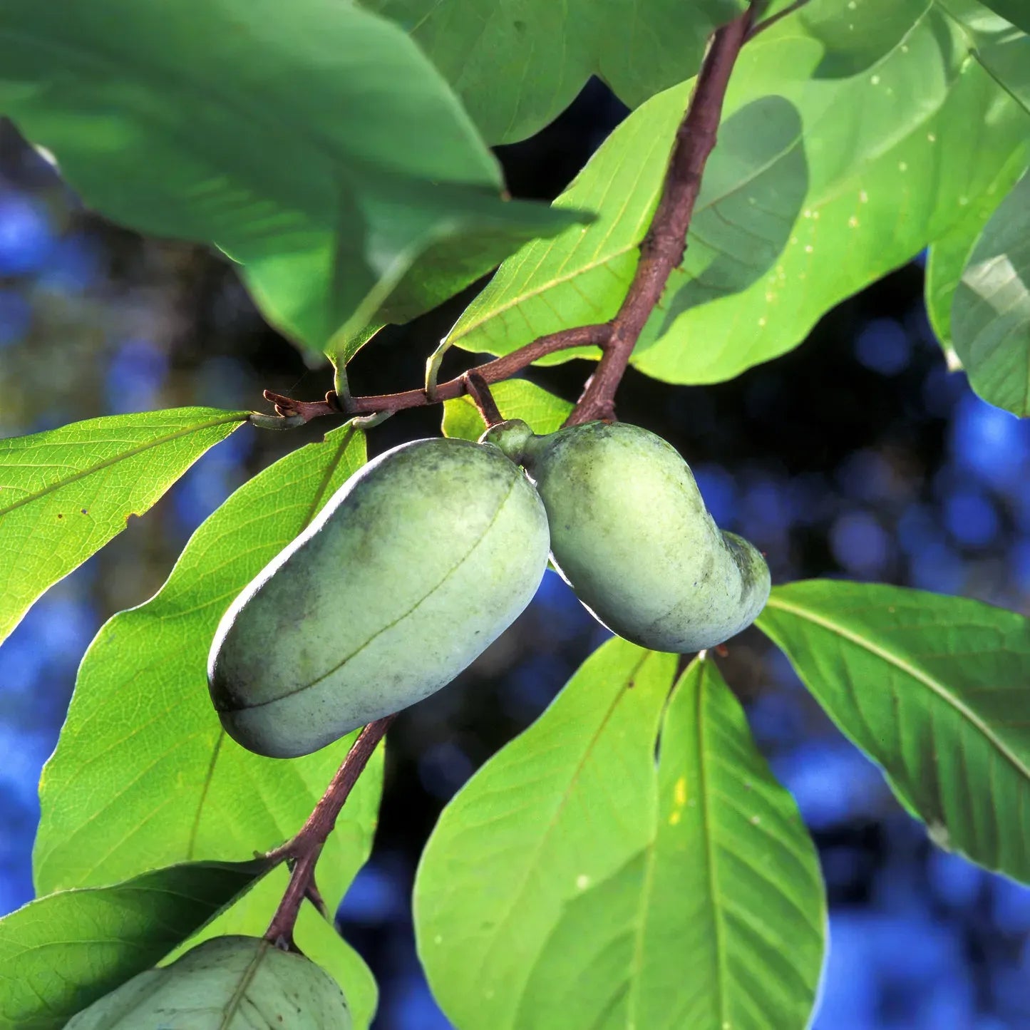 20 Pawpaw Tree Seeds - Asimina triloba | Edible Native Fruit Tree | Indian Banana Seeds for Planting in USDA Zones 5–9