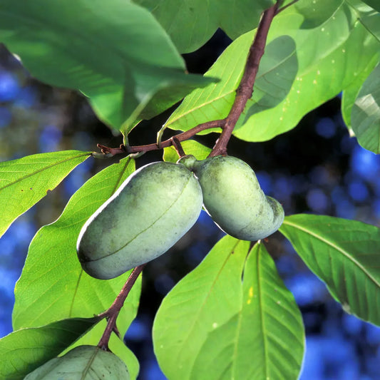 20 Pawpaw Tree Seeds - Asimina triloba | Edible Native Fruit Tree | Indian Banana Seeds for Planting in USDA Zones 5–9