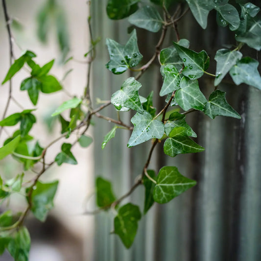 12 English Ivy Cuttings - Live Plant - Hardy & Easy to Grow - Roots Included - Indoor/Outdoor - Low Maintenance - Fast Growing