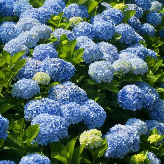 Hydrangea Macrophylla Nikko Blue 6 Rooted Cuttings 7-10 Inches Blue Flowers Shade Tolerant
