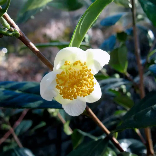 Camellia sinensis Cuttings - 6 Count - Cold Hardy Tea Plant - Zone 6b