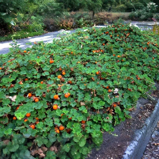 Rubus pentalobus Cuttings - 4 Count - Rooted Plants - Evergreen Ground Cover