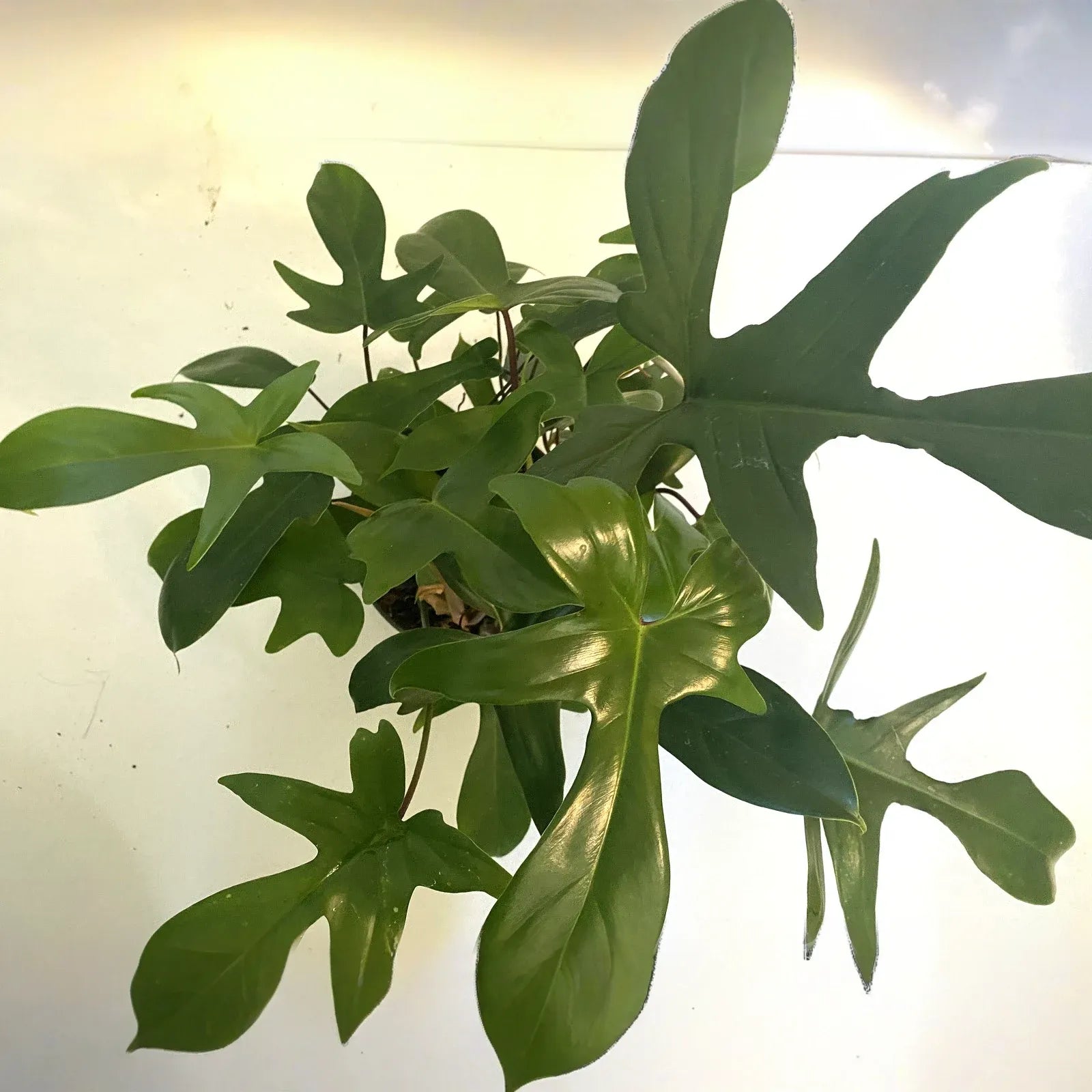 Philodendron Florida Ghost, 3" Potted Live Plant, Color-Changing Foliage, Rare Aroid