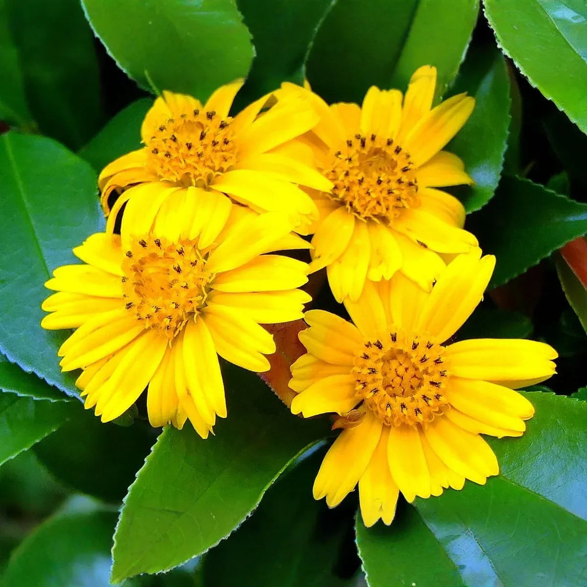 Wedelia Trilobata Cuttings, 12 Rooted Vine Starts, Yellow-Orange Flowers, Ground Cover Plant, USDA Zones 8-11