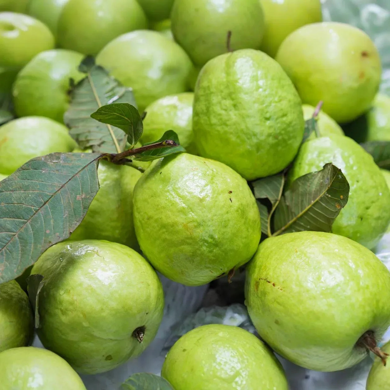 3 Guava Unrooted Cuttings 4-5" | Psidium Guajava | Tropical Fruit Tree, Guava Plant Propagation