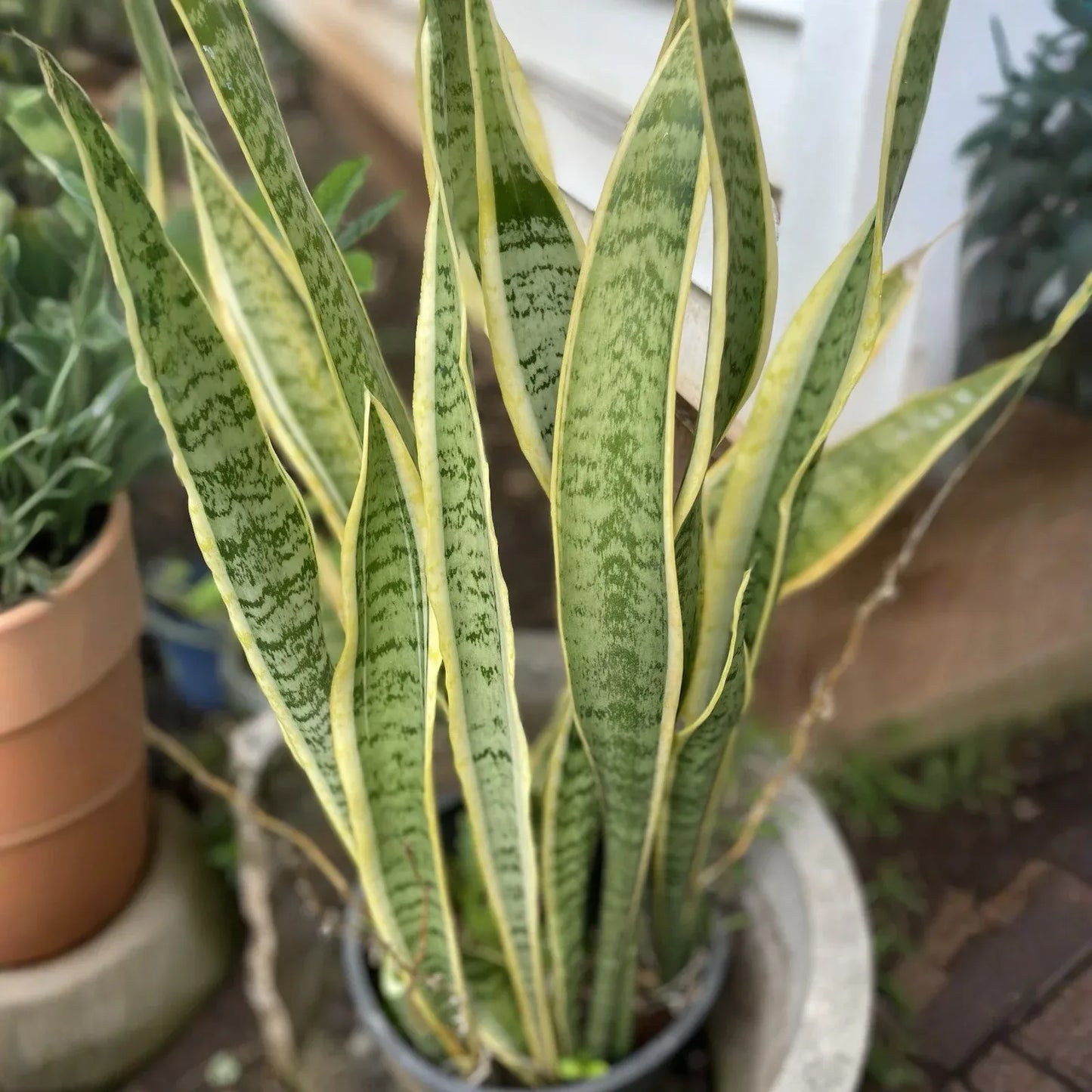 Sansevieria Cuttings - 3 Live Leaf Cuttings, Snake Plant, Grown in Hawaii