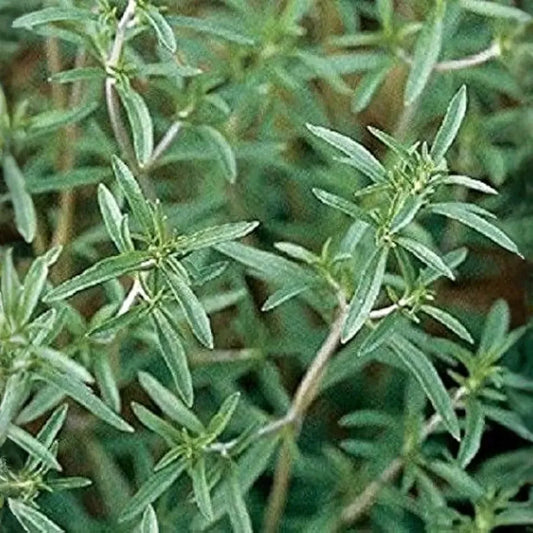 500 Summer Savory Seeds for Planting - Satureja hortensis - Fresh Herb for Cooking, Garden, Mediterranean Dishes, & Herbal Teas - 🆕 New Arrivals, All Products, Products from Jayme Garden - Little Red General Store
