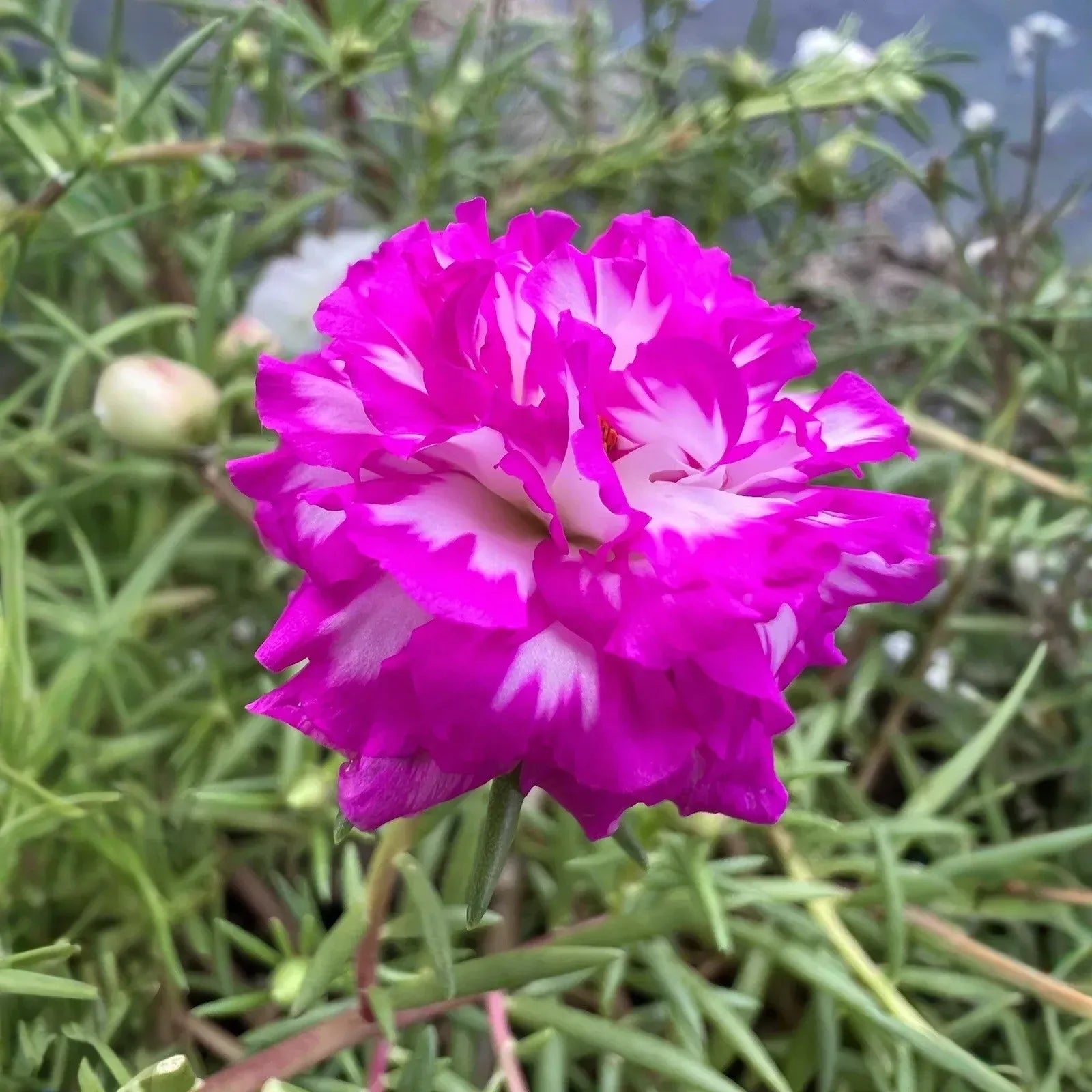 Portulaca Grandiflora Irin 5 Unrooted Cuttings 5" Rare Color Moss Rose Purslane Succulent