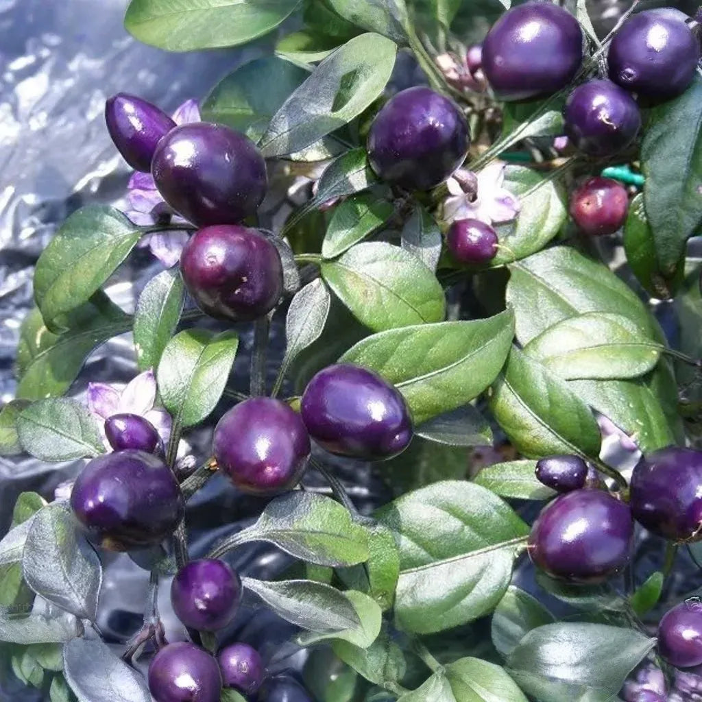 100+ Purple Pepper Seeds to Plant | Vibrant Ornamental & Edible Sweet Peppers | Colorful Garden Vegetable | Non-GMO Seeds