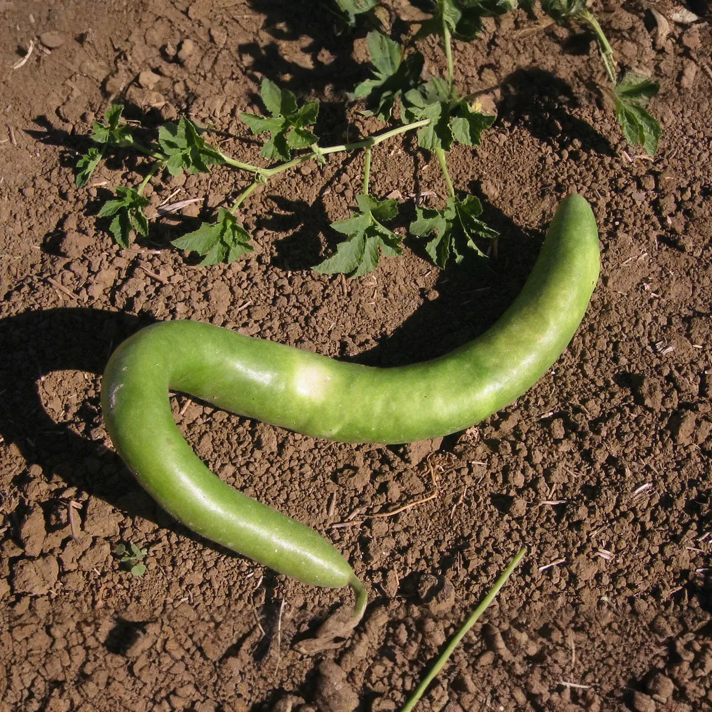 10 Seeds Cucuzzi Italian Edible Gourd (Cucurbita pepo) – Long, Tender, Non-GMO, Perfect for Cooking, Easy to Grow, Organic Garden Planting