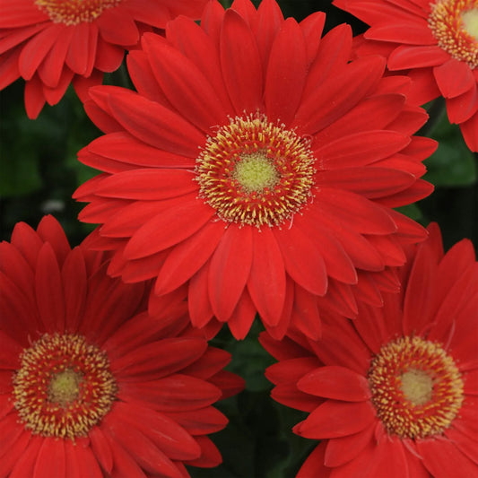 Deep Red Gerbera Daisy Seeds – 200+ Vibrant Red Blooms – Perennial Flower for Borders, Containers & Cut Gardens – USA