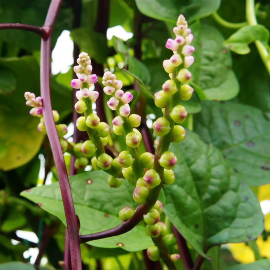 500 mg Seeds Malabar Spinach Red Stem – Basella alba/rubra | Heirloom Vegetable for Planting & Thriving Summer Harvests