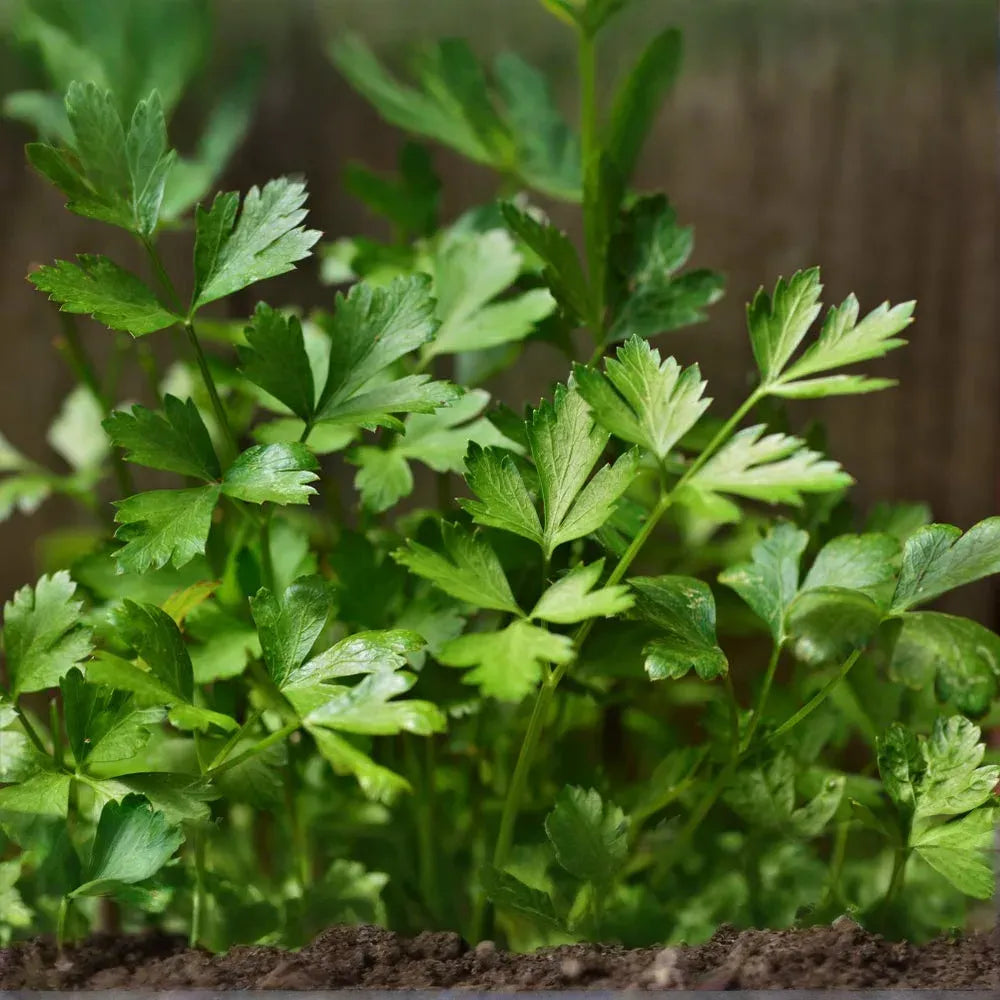 2,000 Italian Giant Parsley Seeds – Non-GMO Heirloom, Culinary Herb,