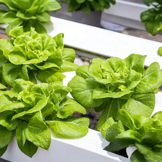 Buttercrunch Butterhead Lettuce Seeds – 1g for Planting, Heirloom Variety, Tender & Sweet, Cold Hardy, High Yield, Garden Container