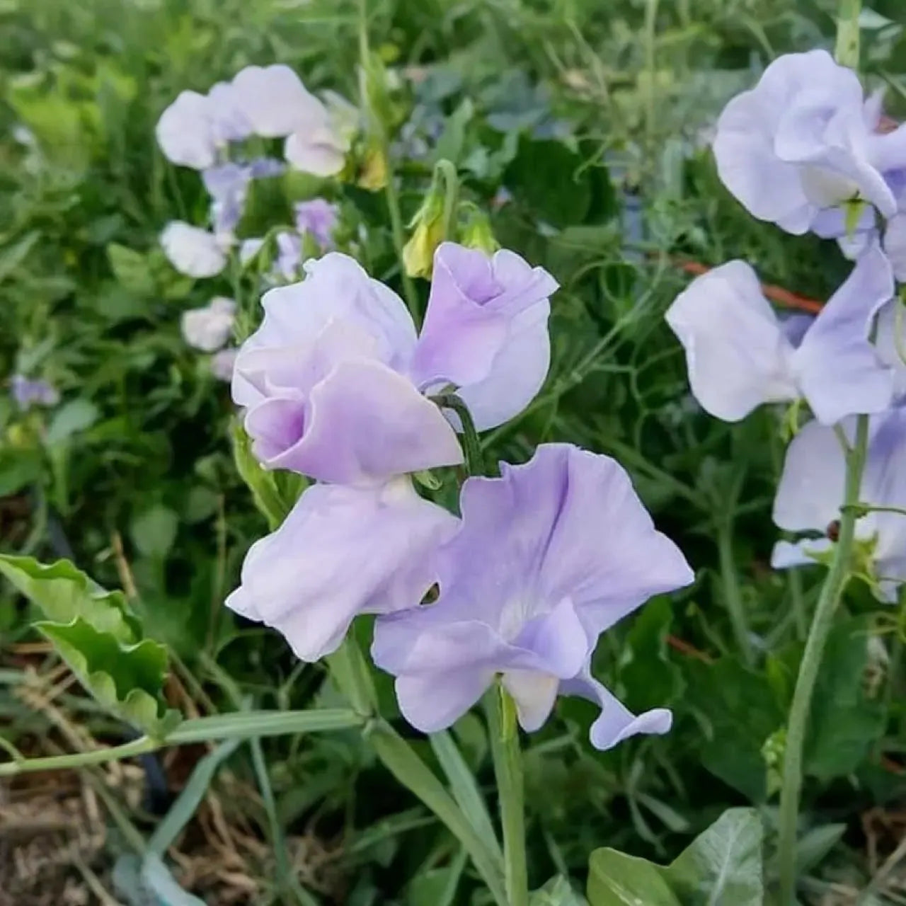 Royal Lavender Sweet Pea (Lathyrus odoratus) – Fragrant Blooms, Lavender Purple Flowers, Ideal for Gardens & Bouquets