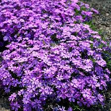 Purple Beauty Moss Phlox Seeds – 100+ Seeds – Perennial Groundcover with Lavender-Purple Spring Blooms for Borders, Slopes & Gardens – USA