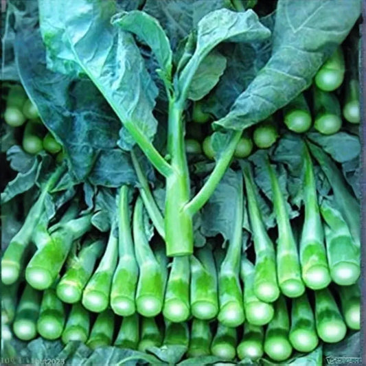 150 Seeds Wan Shen Kailan - Brassica oleracea var. alboglabra | Open Pollinated Asian Green for Planting & Culinary Use