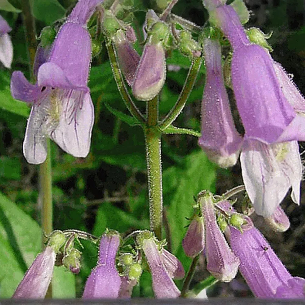 1000 Seeds Penstemon Hairy Beardtongue Perennial Purple Flowers, Non-GMO, Hummingbird-Friendly, Penstemon hirsutus