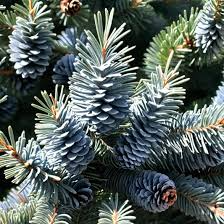 Colorado Blue Spruce Seeds – Picea pungens 'Glauca NM Carson' – 250mg for Planting, Cold Hardy Evergreen, Blue Needles, Landscape Tree