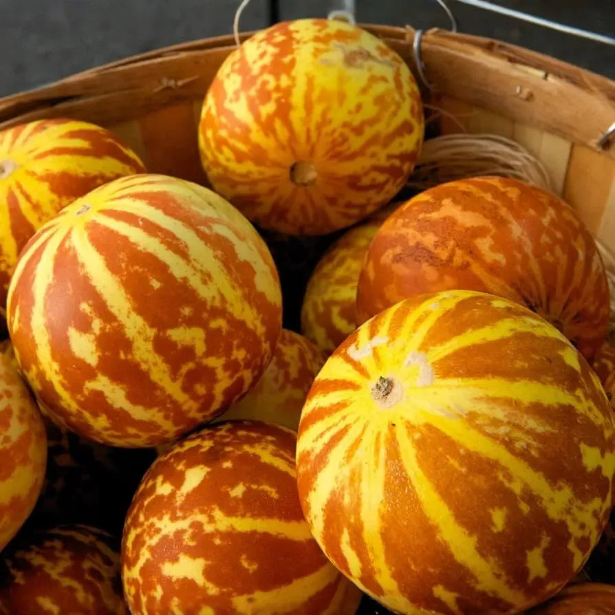 Tigger Melon Seeds - Heirloom, Non-GMO - 90 Days to Maturity - Vibrant Striped Melons - USDA Zones 2-10 - Sweet & Aromatic