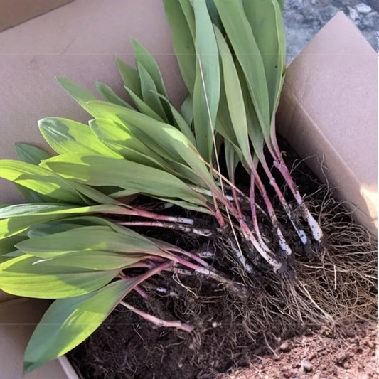 5 Ramps Wild Leeks Bulbs, Organically Grown, Allium tricoccum, Bare Root for Planting