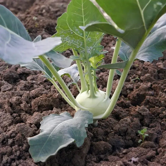 150 Seeds White Vienna Kohlrabi - Brassica oleracea, Heirloom Veggie, Non-GMO, Fast Growing, Nutritious, Easy to Grow for Gardeners