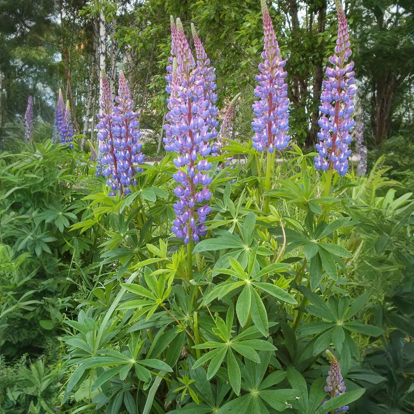 20 Seeds Lupine Large Leaf for Planting – Lupinus polyphyllus, Perennial Flower, Beautiful Garden Plant, Blue & Purple Blooms, Easy to Grow