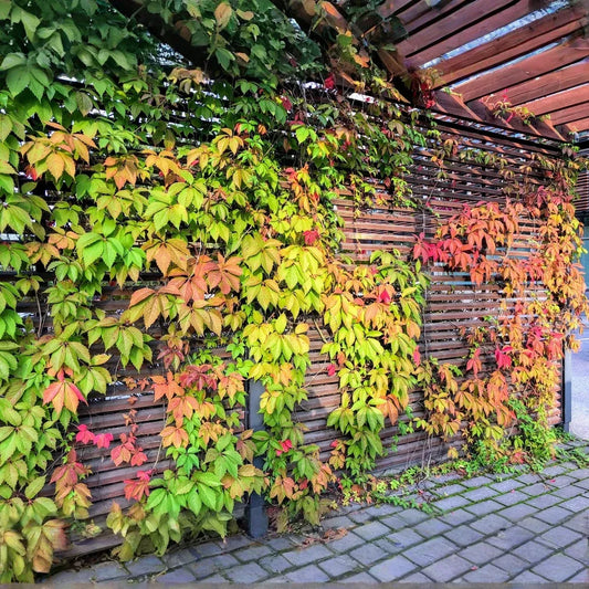 5 Virginia Creeper Vines, Parthenocissus quinquefolia, Bare Root Perennial Plants, Fast-Growing Climber