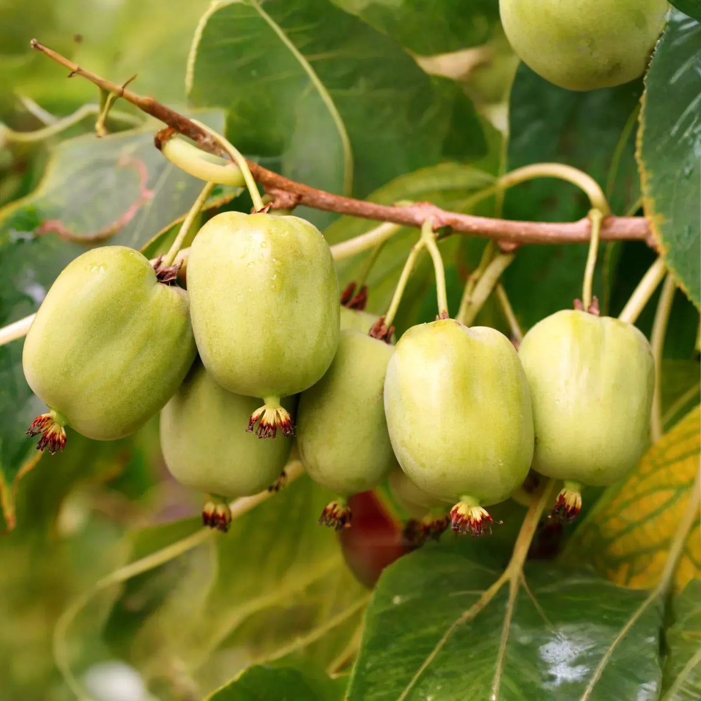 30 Issai Kiwi Berry Seeds | Arctic Grape, Kiwiberry | Fast-Growing Edible Fruit Vine | Hardy Kiwi | Actinidia arguta | Rare Fruit Seeds