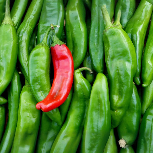 250 mg Sonora Mild Hot Pepper Seeds - Capsicum annuum | Heirloom Pepper for Planting, Gardening & Cooking | Mild Heat, Great Flavor