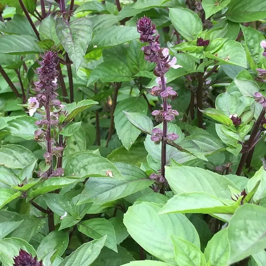 Cinnamon Basil Seeds | Heirloom Non-GMO | 18-30 Inches Tall | Fast Growing Culinary Herb | USDA Zones 3-10 |