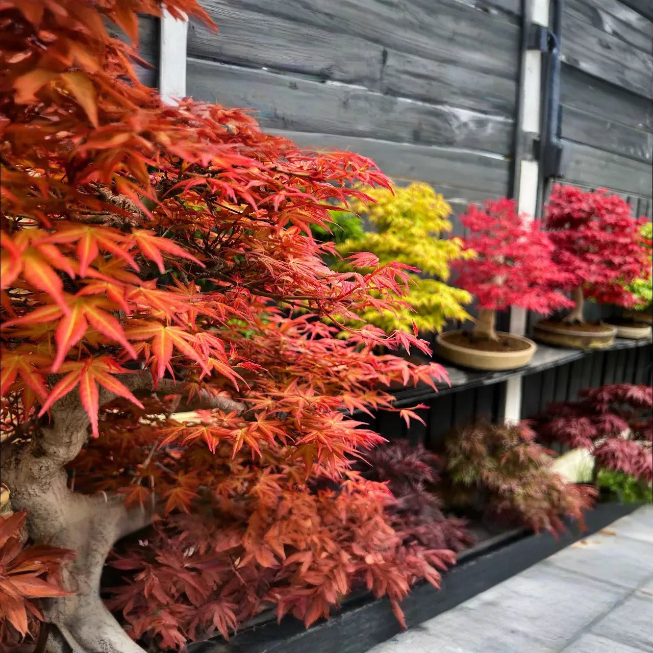 10 Seeds Acer Tegmentosum (Tiger Striped Maple) for Planting - Unique Tree for Landscaping, Gardens & Bonsai - Hardy, Ornamental Tree Seeds