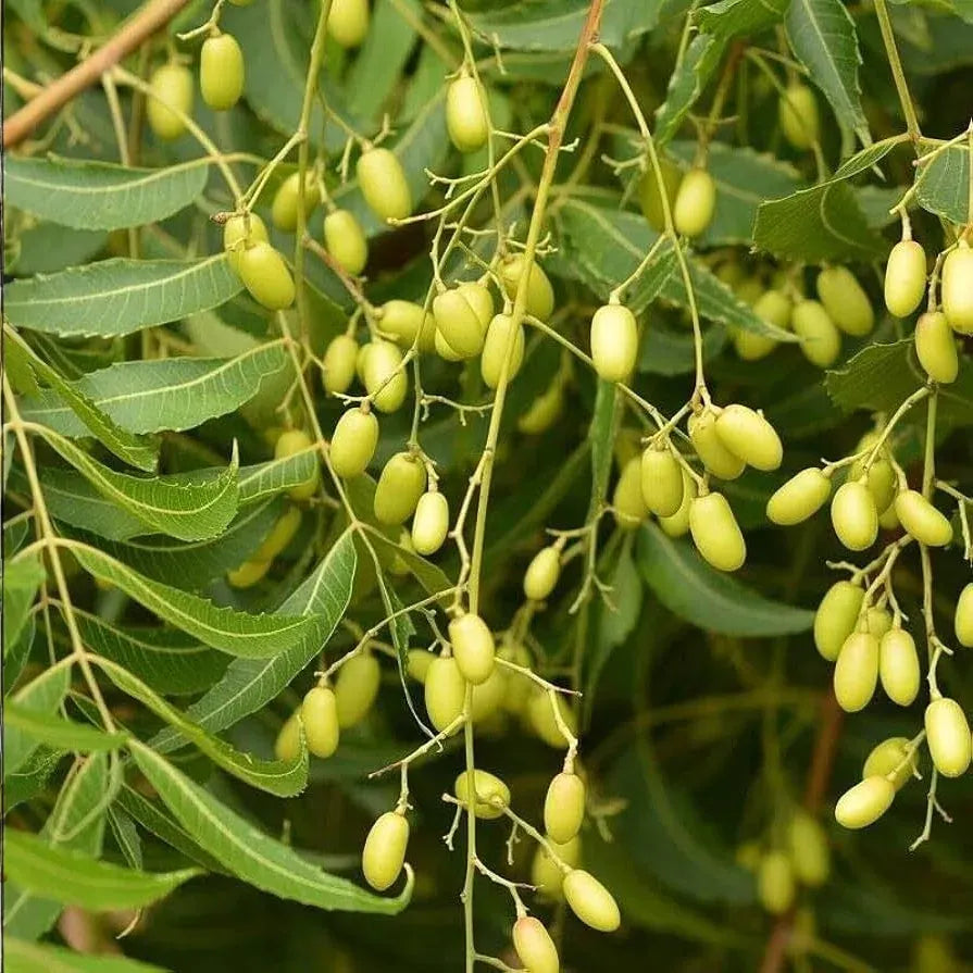 Rare Neem Tree Seeds - Azadirachta indica, 50-65 ft Tall, USDA Zones 10-12, Full Sun, Well-Drained Soil, 10 Seeds per Pack