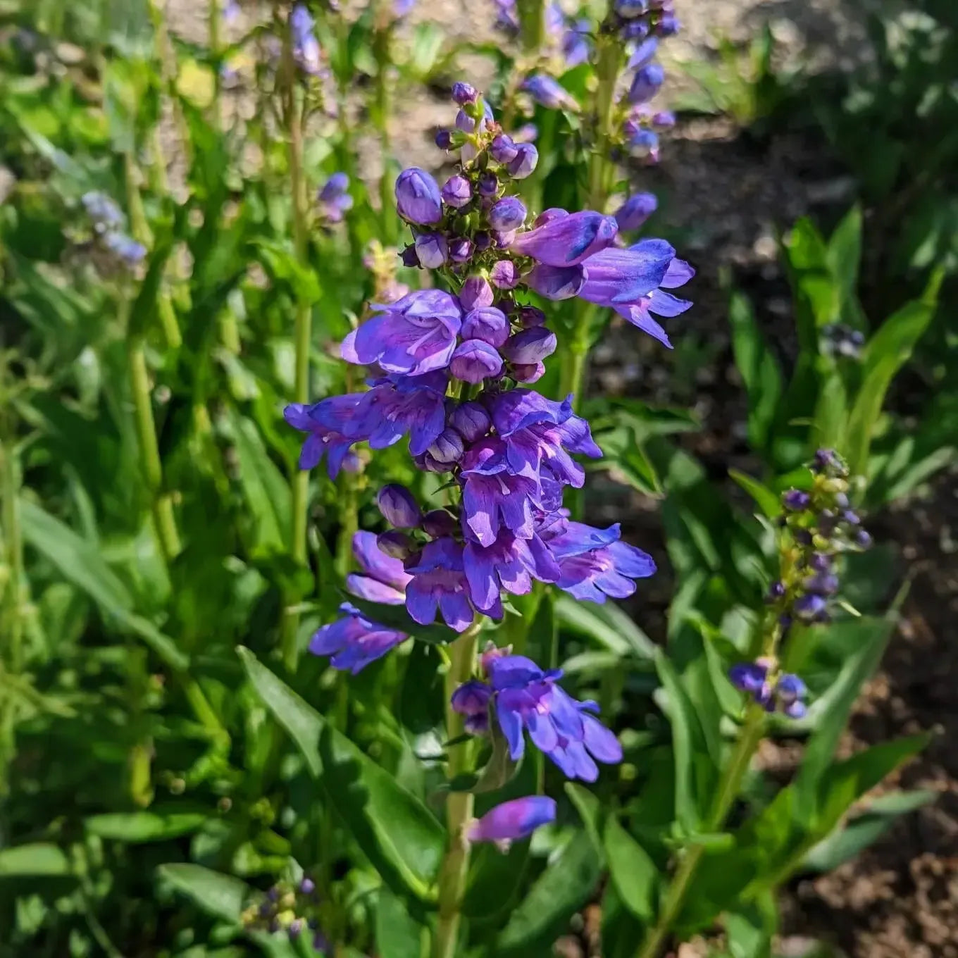 Bluestem Penstemon Seeds – Penstemon cyanocaulis – 100mg for Planting, Compact Native Wildflower, Blue Blooms, Pollinator Friendly
