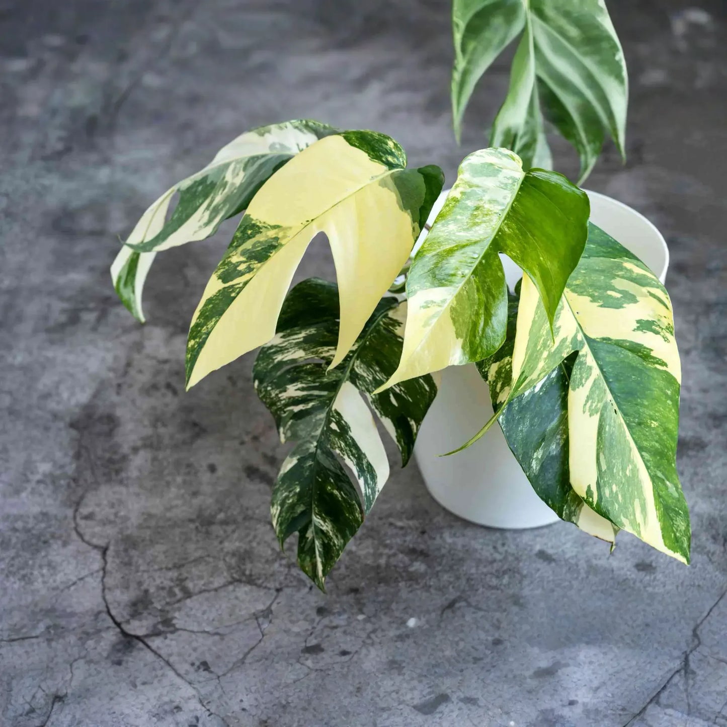 Epipremnum Pinnatum Albo Variegata Rooted Cutting - Healthy Houseplant with Strong Roots - Rare Variegated Foliage