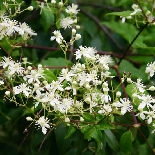 100 mg Seeds Clematis Virginiana – Virgin's Bower (Clematis virginiana) | Native Flowering Climber for Planting & Garden Beauty